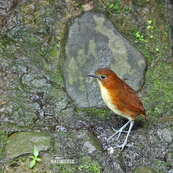 Gelbbrust-Ameisenpitta (Grallaria flavotincta)