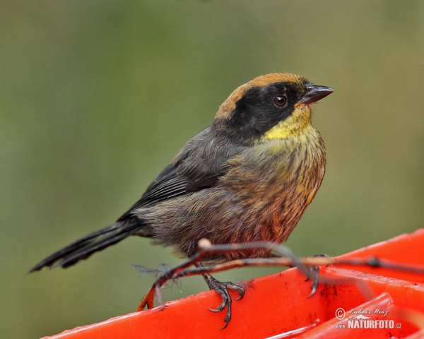 Gelbbrust-Buschammer (Atlapetes latinuchus)