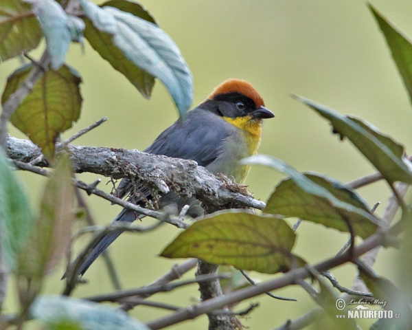 Gelbbrust-Buschammer (Atlapetes latinuchus)