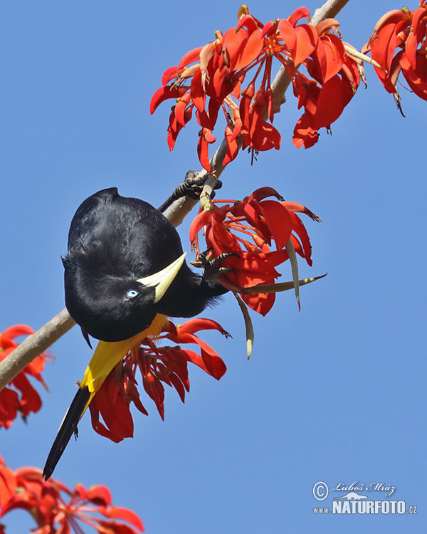 Gelbbürzelkassike (Cacicus cela)