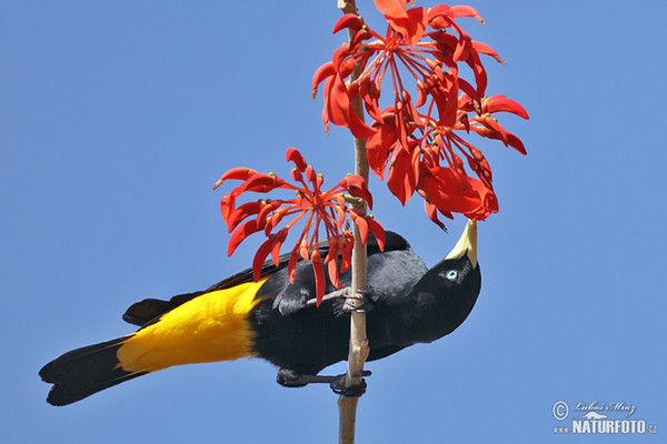 Gelbbürzelkassike (Cacicus cela)