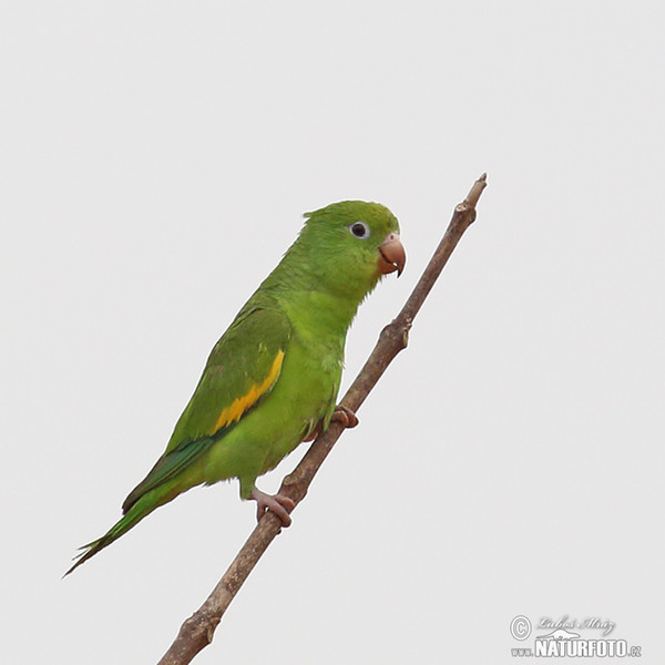 Gelbflügelsittich (Brotogeris chiriri)