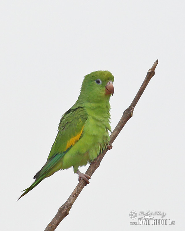 Gelbflügelsittich (Brotogeris chiriri)