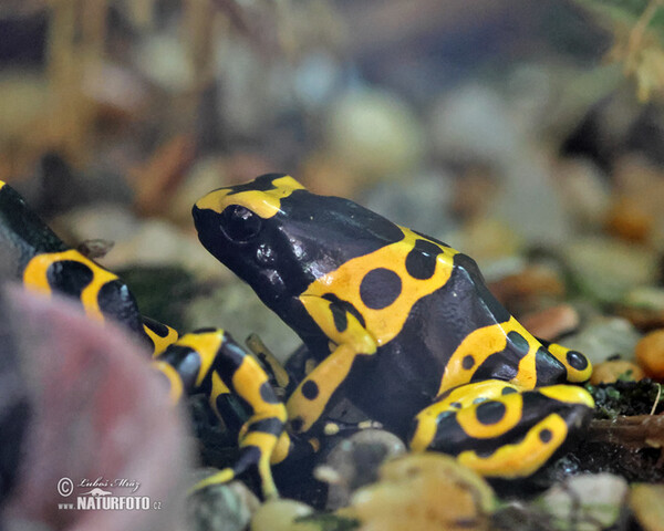 Gelbgebänderter Baumsteiger (Dendrobates leucomelas)