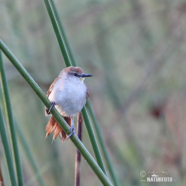 Gelbkinn-Riedschlüpfer (Certhiaxis cinnamomeus)