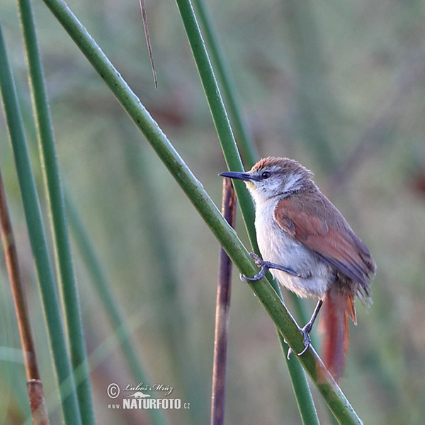 Gelbkinn-Riedschlüpfer (Certhiaxis cinnamomeus)