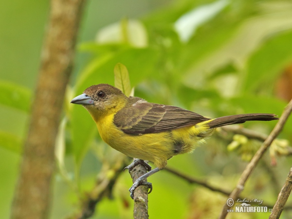 Gelbrückentangare (Ramphocelus icteronotus)