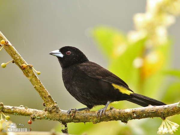 Gelbrückentangare (Ramphocelus icteronotus)