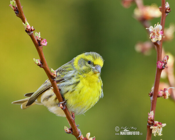 Girlitz (Serinus serinus)