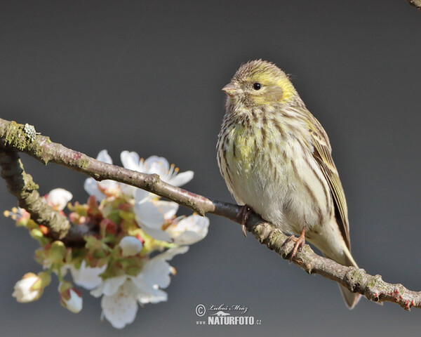 Girlitz (Serinus serinus)