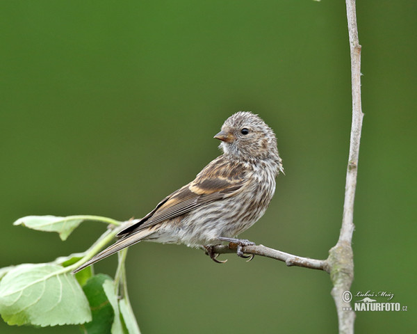 Girlitz (Serinus serinus)