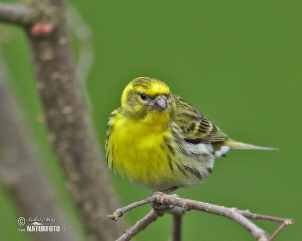 Girlitz (Serinus serinus)