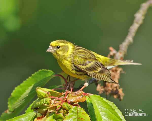 Girlitz (Serinus serinus)