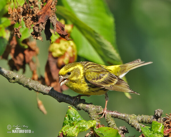 Girlitz (Serinus serinus)