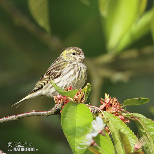 Girlitz (Serinus serinus)