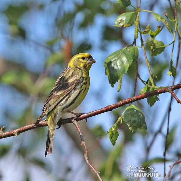 Girlitz (Serinus serinus)