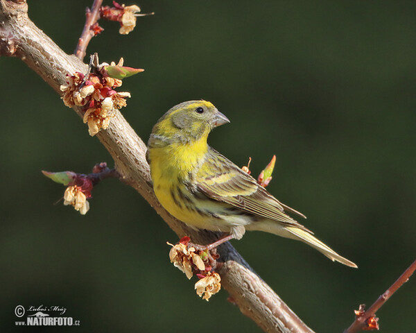 Girlitz (Serinus serinus)