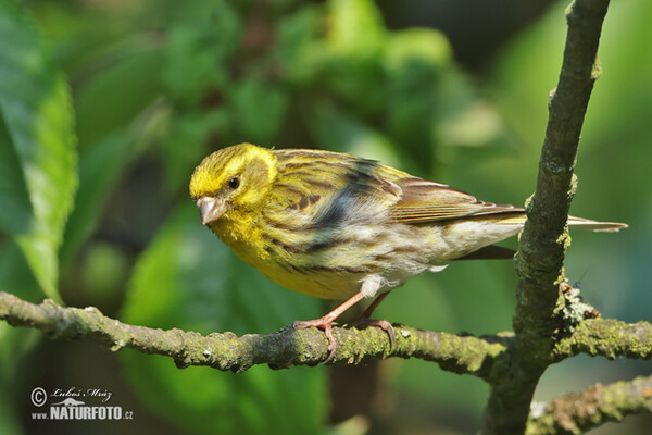 Girlitz (Serinus serinus)