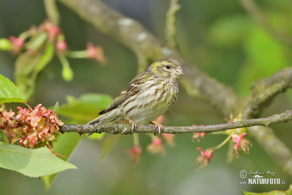 Girlitz (Serinus serinus)