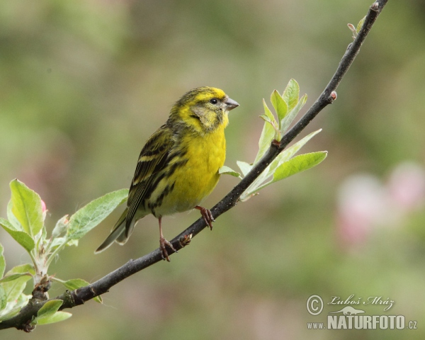 Girlitz (Serinus serinus)