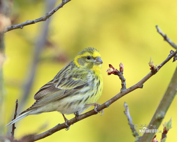 Girlitz (Serinus serinus)