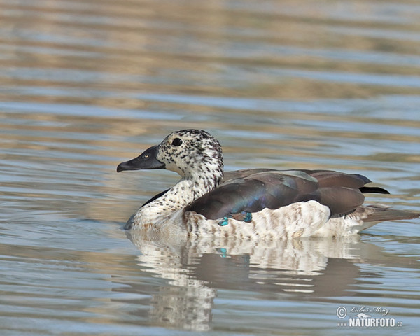 Glanzente (Sarkidiornis melanotos)