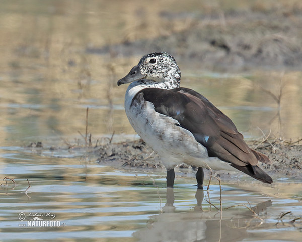 Glanzente (Sarkidiornis melanotos)