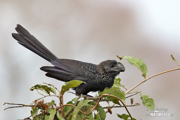 Glattschnabelani (Crotophaga ani)