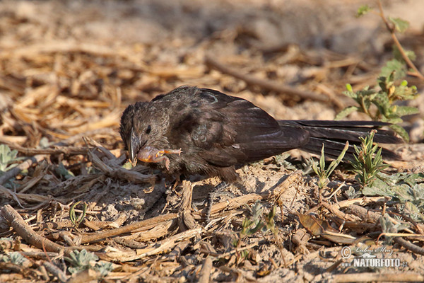 Glattschnabelani (Crotophaga ani)