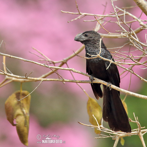 Glattschnabelani (Crotophaga ani)