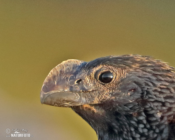 Glattschnabelani (Crotophaga ani)