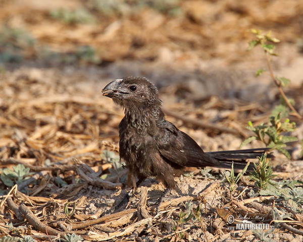 Glattschnabelani (Crotophaga ani)