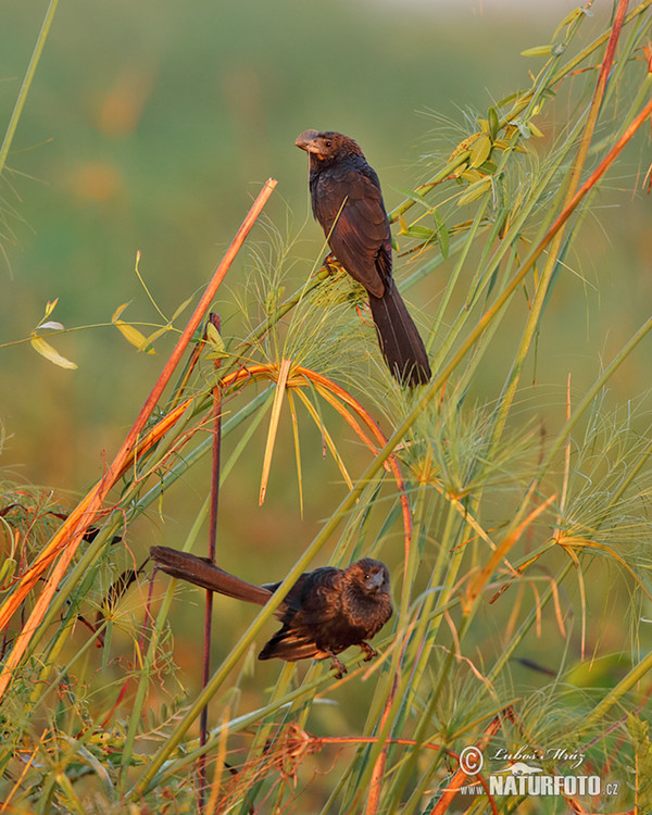 Glattschnabelani (Crotophaga ani)