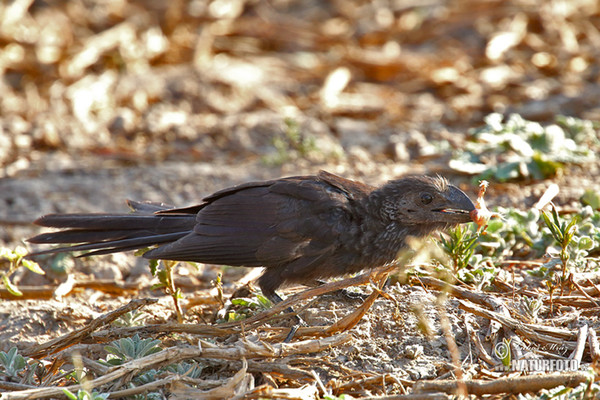 Glattschnabelani (Crotophaga ani)