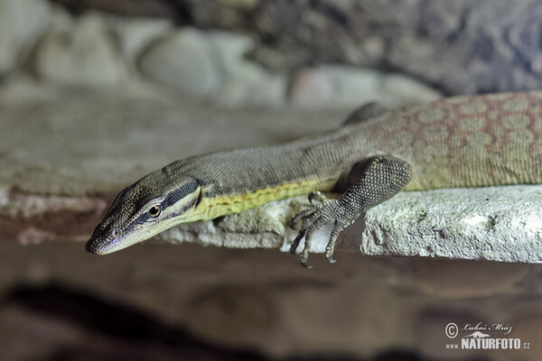 Glauerts Felsenwaran (Varanus glauerti)