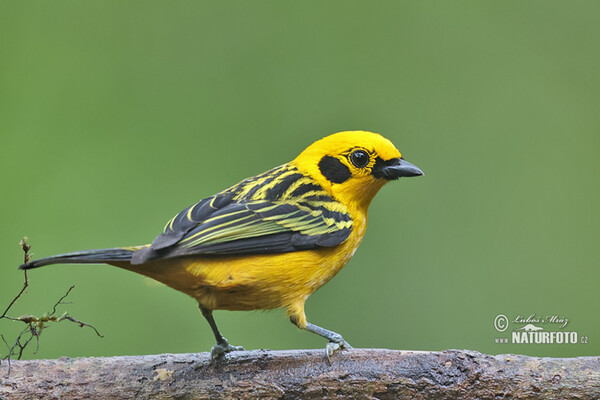 Goildtangare (Tangara arthus)