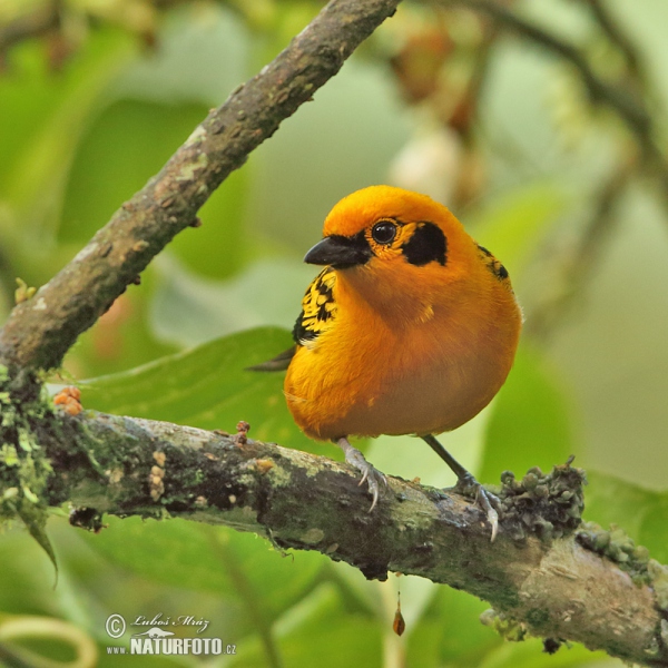 Goildtangare (Tangara arthus)