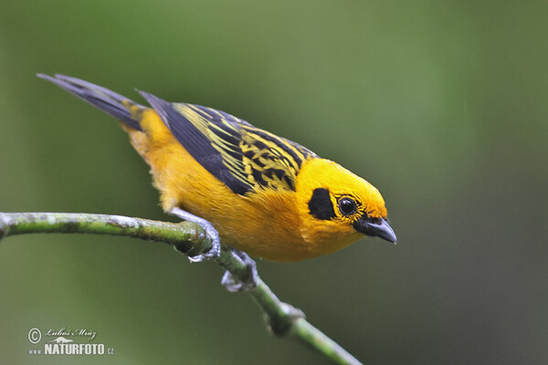 Goildtangare (Tangara arthus)