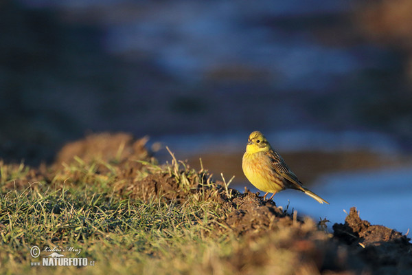 Goldammer (Emberiza citrinella)