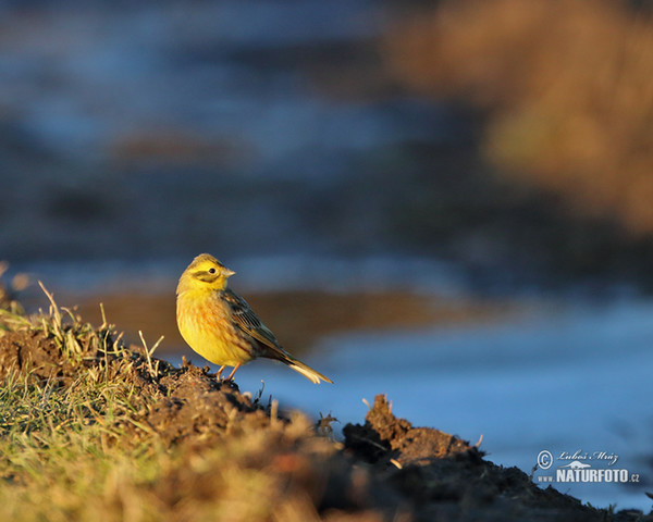 Goldammer (Emberiza citrinella)