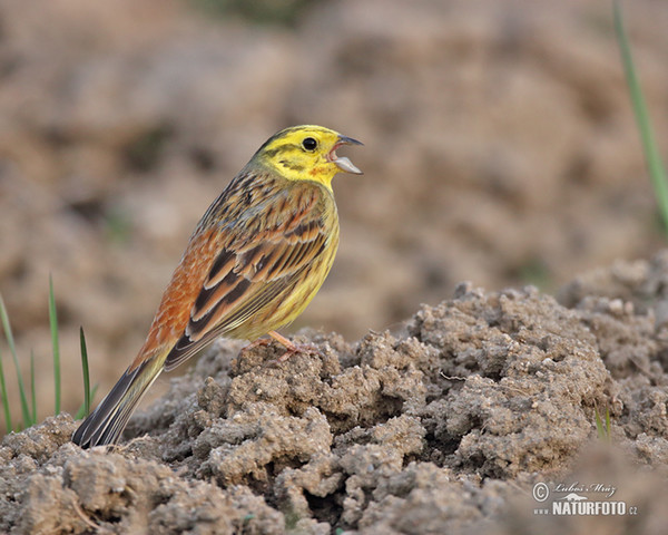 Goldammer (Emberiza citrinella)