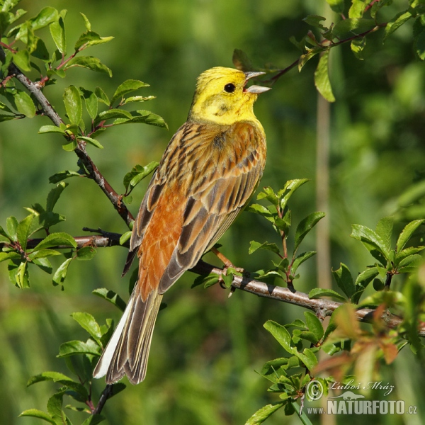 Goldammer (Emberiza citrinella)