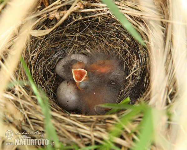 Goldammer (Emberiza citrinella)