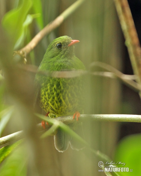 Goldbandkotinga (Pipreola riefferii)