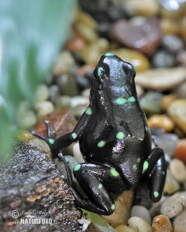 Goldbaumsteiger Giftpfeil Frosch Pfeilgiftfrosch (Dendrobates auratus)