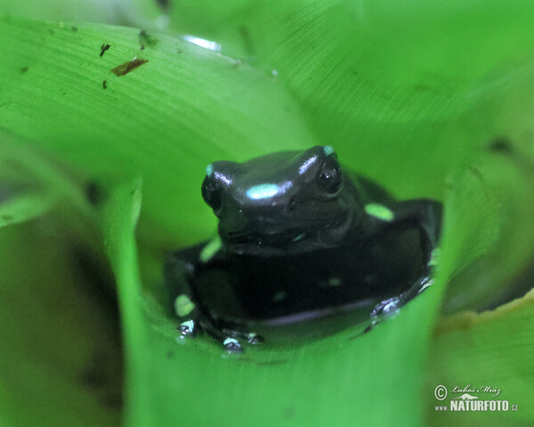 Goldbaumsteiger Giftpfeil Frosch Pfeilgiftfrosch (Dendrobates auratus)