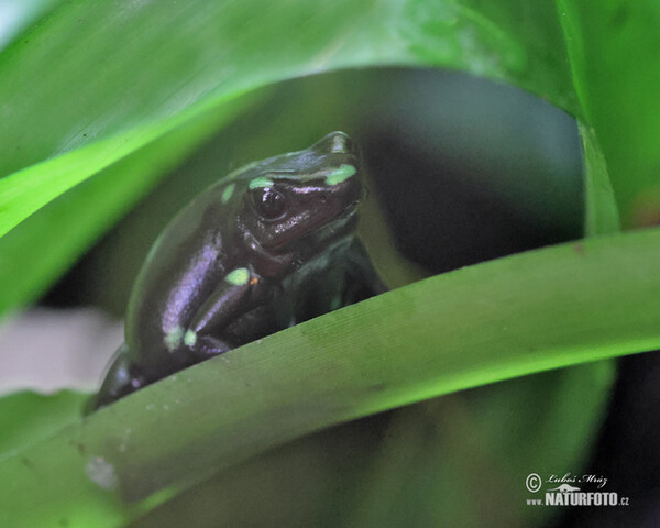 Goldbaumsteiger Giftpfeil Frosch Pfeilgiftfrosch (Dendrobates auratus)