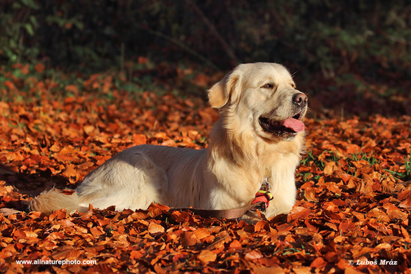 Golden Retriever (Canis lupus familiaris)