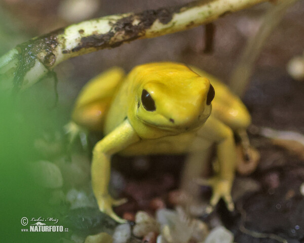 Goldenerpfeilgiftfrosch (Phyllobates terribilis)