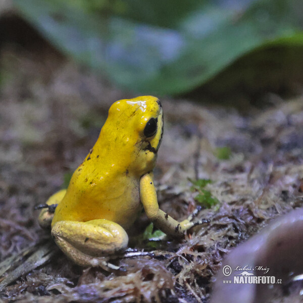 Goldenerpfeilgiftfrosch (Phyllobates terribilis)